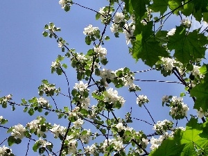 jasmine, Sky, Bush