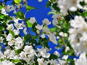 Sky, jasmine