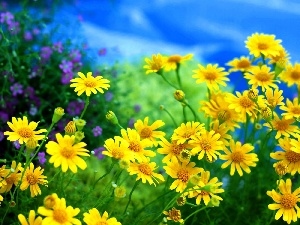 Meadow, Sky, daisy