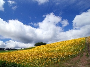 Sky, Way, Field, Nice sunflowers