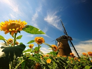 Sky, Windmill, Nice sunflowers
