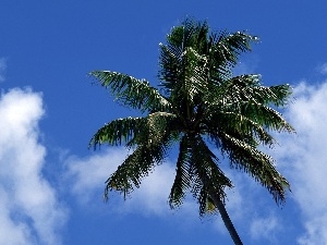 Palm, Sky, tall
