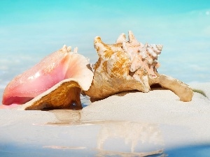 Sky, water, Sand, Shells