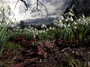 Sky, branch pics, snowdrops, Leaf