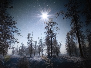 Sky, viewes, forest, sun, trees