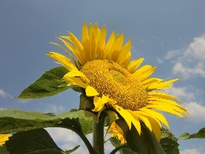 Sky, Sunflower