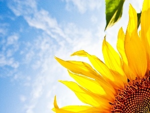 Sky, clouds, Sunflower, Leaf