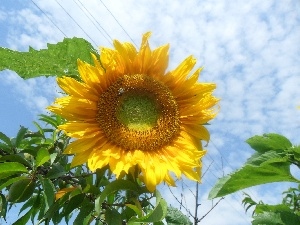 Sunflower, Sky, flower