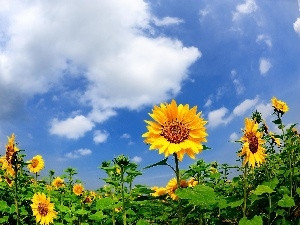 sunflowers, Sky, Field