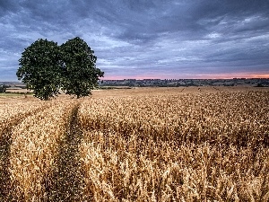 trees, Sky, cereals