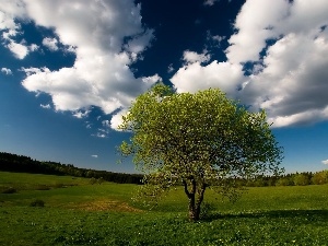 Sky, clouds, trees, Meadow