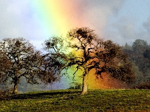 Sky, Great Rainbows, trees, viewes