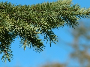 Sky, blue, twig, spruce