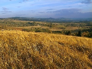 Upland, Sky, corn