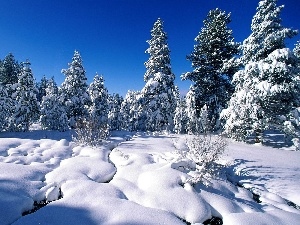 Sky, Conifers, winter, Snowy