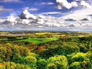 woods, Sky, field