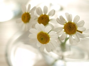 Camomile, small bunch