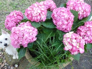 small, hidden, Pink, doggy, hydrangea