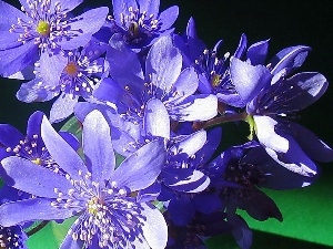 hepatica, small bunch