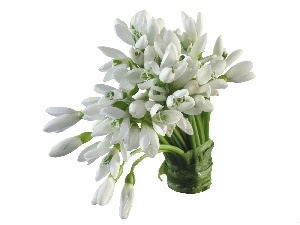 snowdrops, small bunch