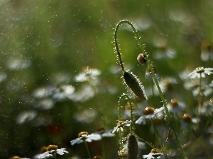 snail, drops, chamomile, bud