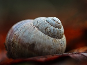 snail, shell