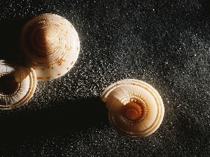 snail, Shells