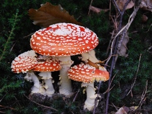 snail, toadstools