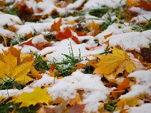 snow, grass, Leaf, autumn, maple