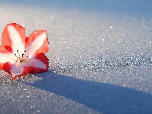 azalea, snow, Flower