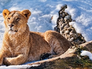 snow, Lion, Beatyfull, young