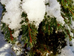 snow, Conifers