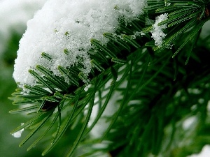 snow, Conifers