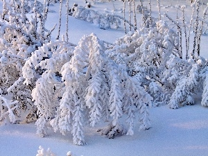 Covered, snow, Bush