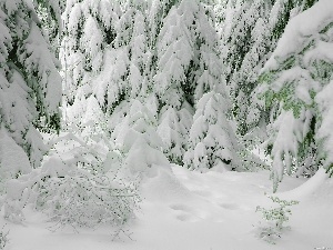 Covered, snow, Spruces