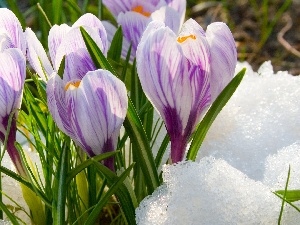 snow, crocuses