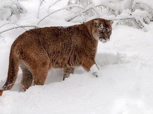 drifts, snow, cougar