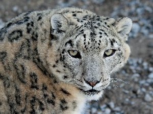 snow leopard, Eyes, cat