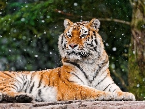 flakes, snow, tiger