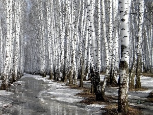 snow, melting, forest, birch