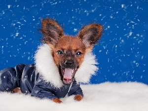 snow, clothes, funny, graphics, doggy