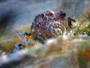 grass, snow, shell