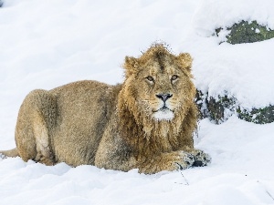 snow, Lion