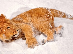snow, Lion