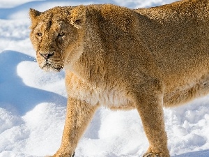 snow, Lioness