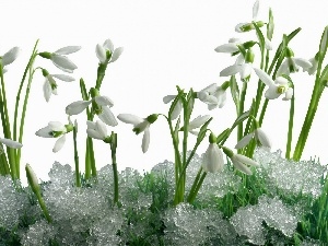 melting, snow, snowdrops