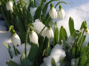 melting, snow, snowdrops