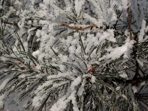 needle, snow, conifer