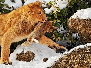 snow, Wild Rabbit, Lion