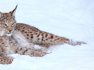 resting, snow, Lynx